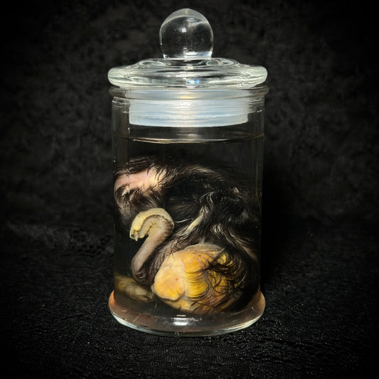 Stillborn Chicken (chick)