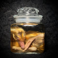 Sleeping Emden gosling