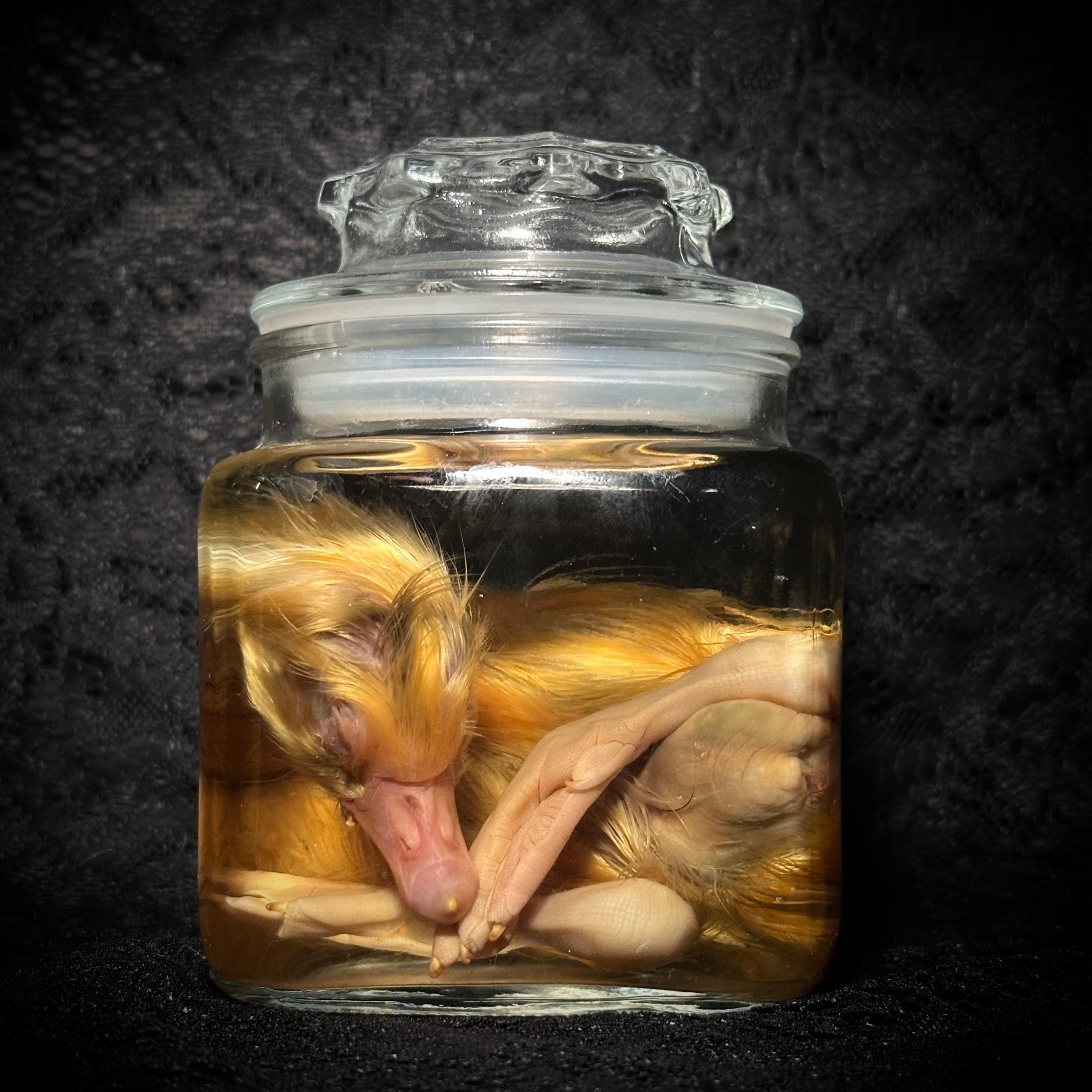 Sleeping Emden gosling