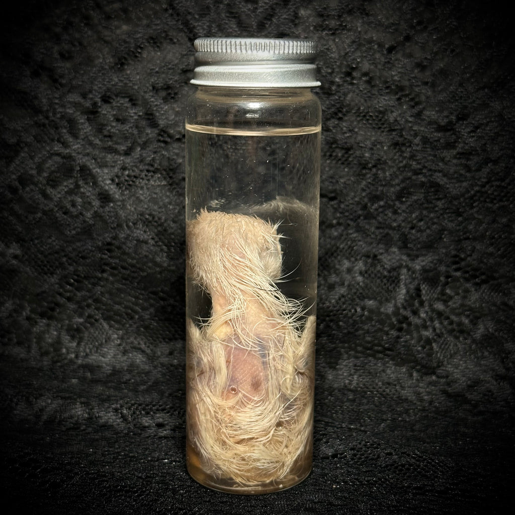 Stillborn Chicken ( chick)