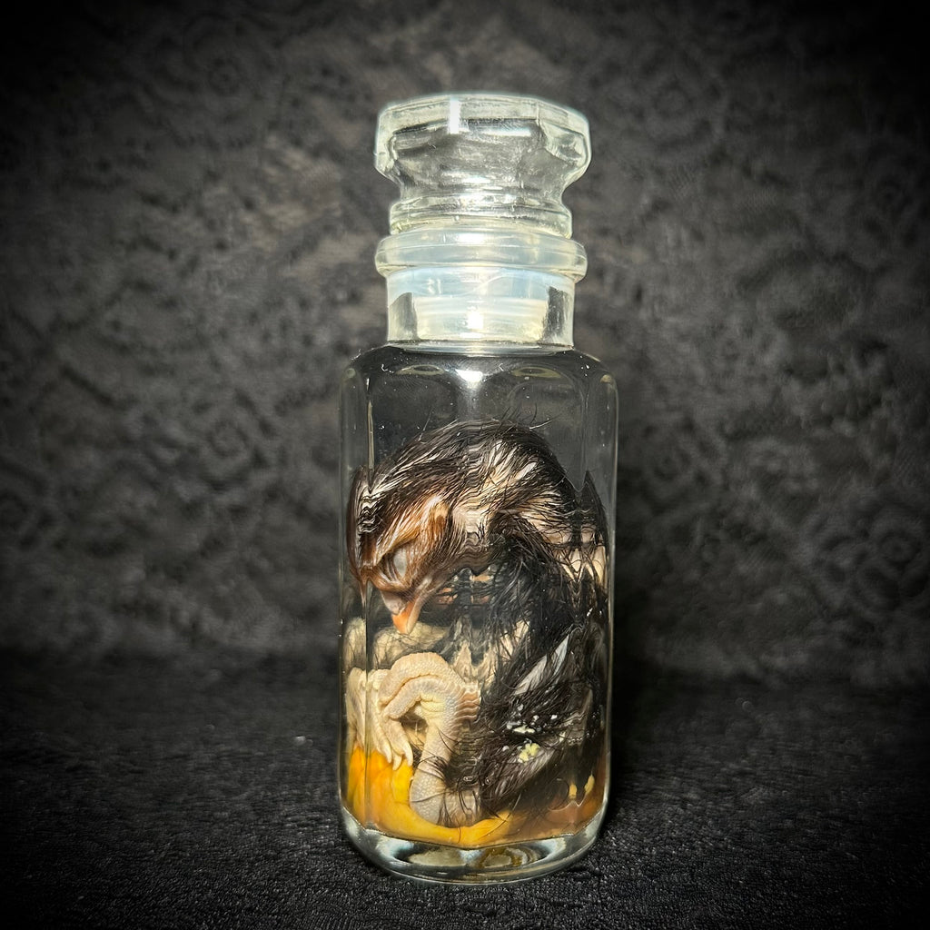 Stillborn Chicken (chick)