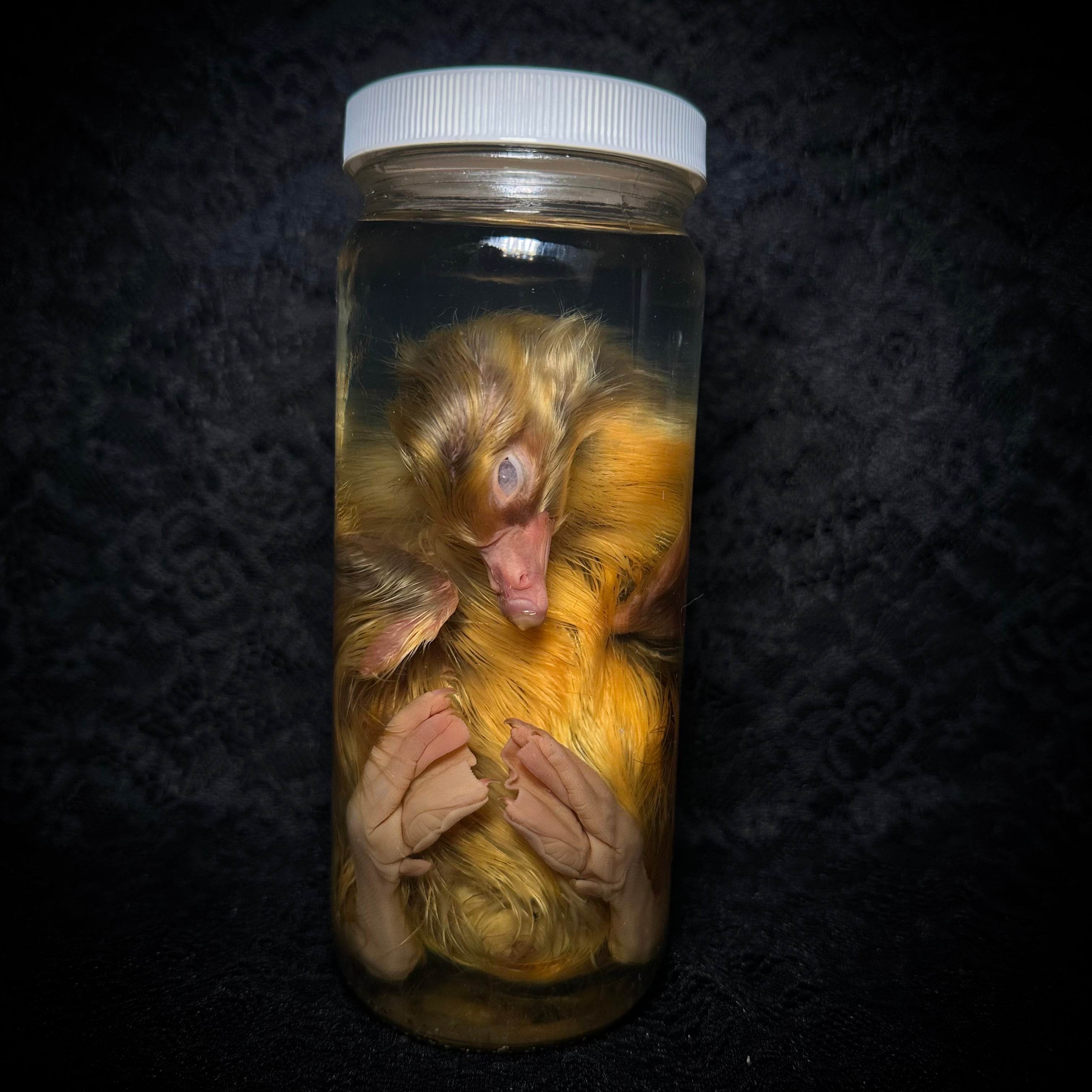 Emden goslings specimen