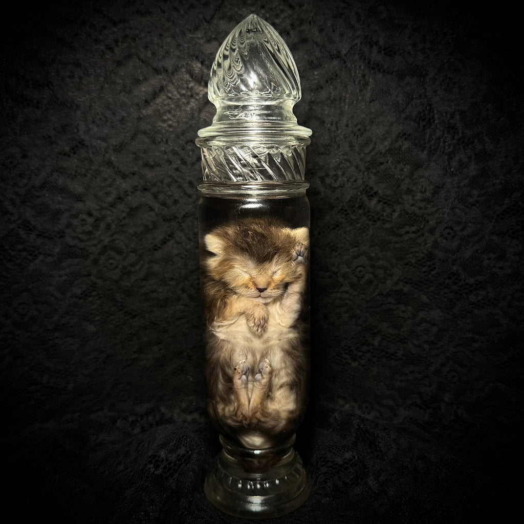 Torbie kitten specimen