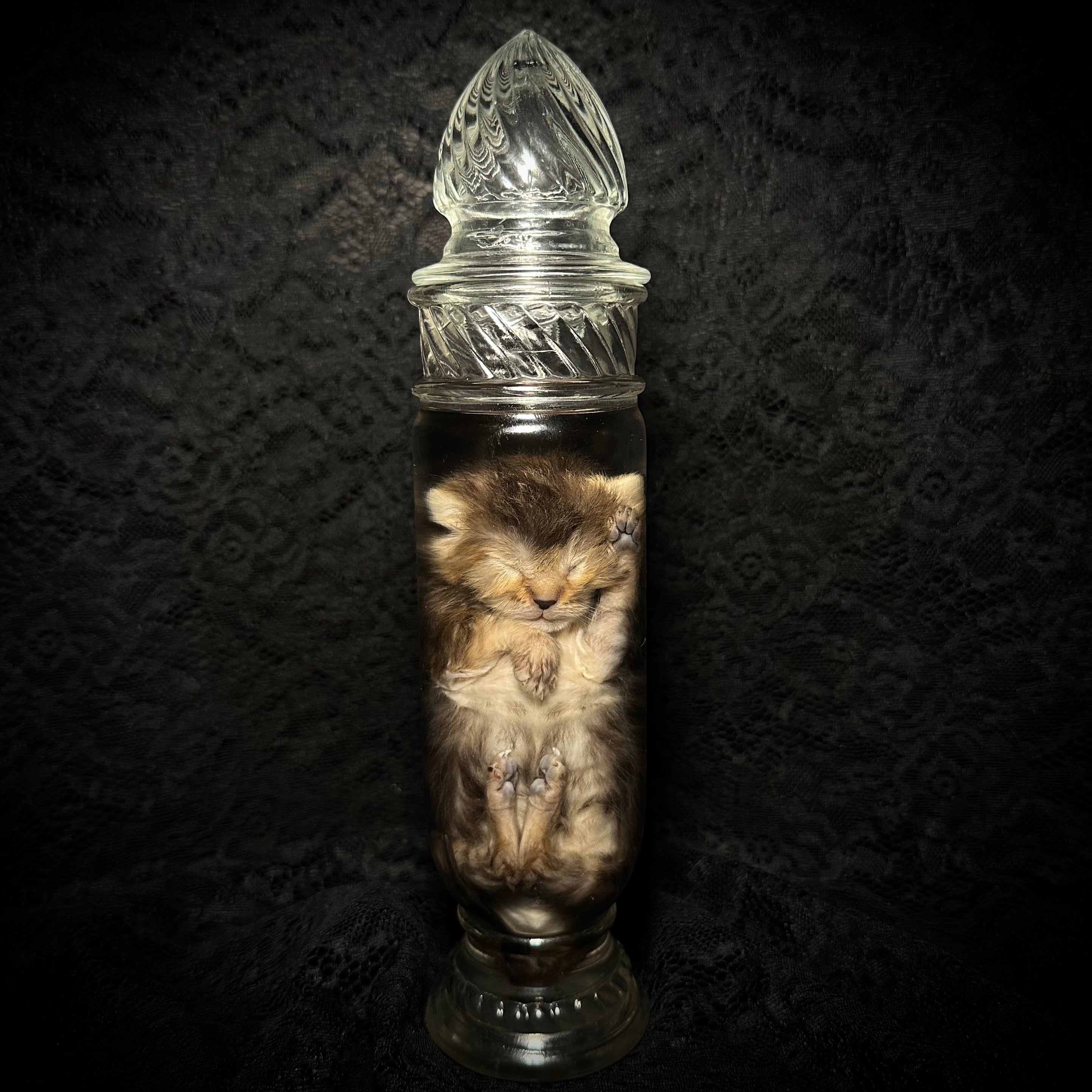 Torbie kitten specimen