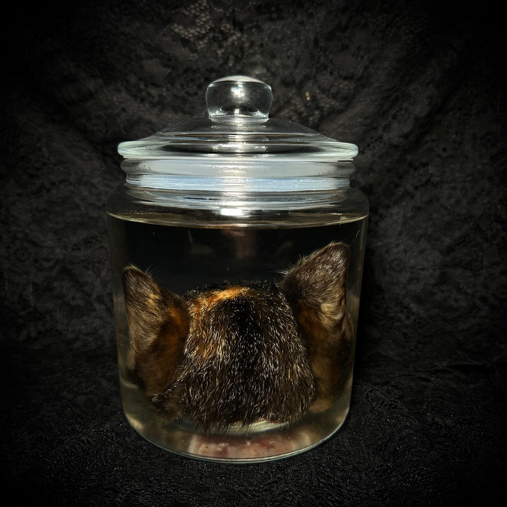 Torbie cat head specimen