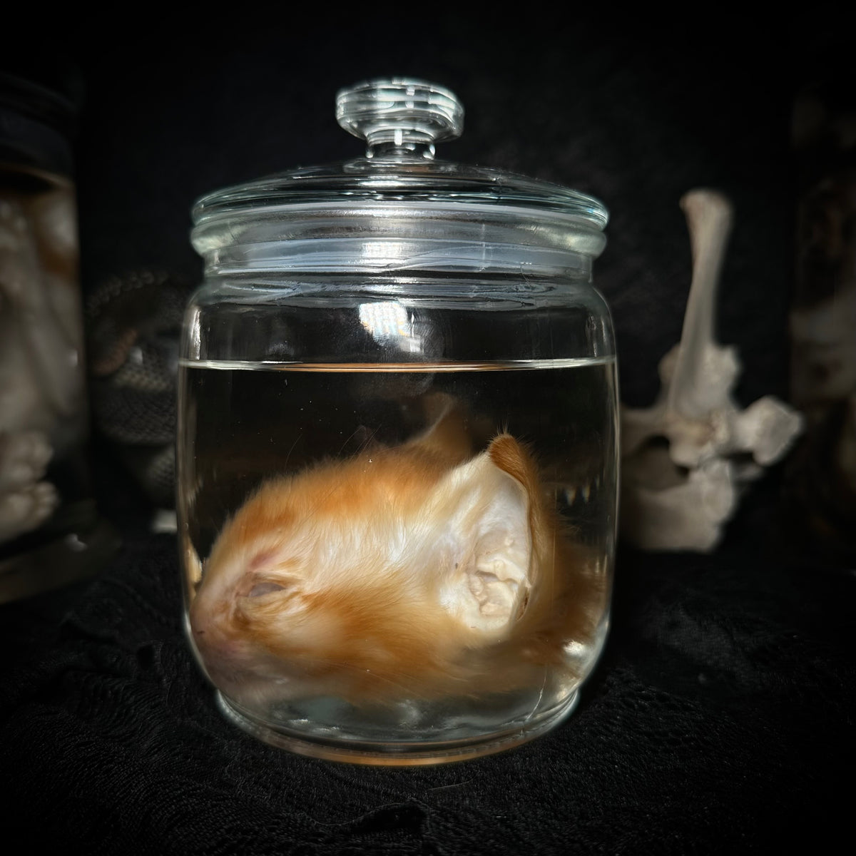 Orange kitten head specimen