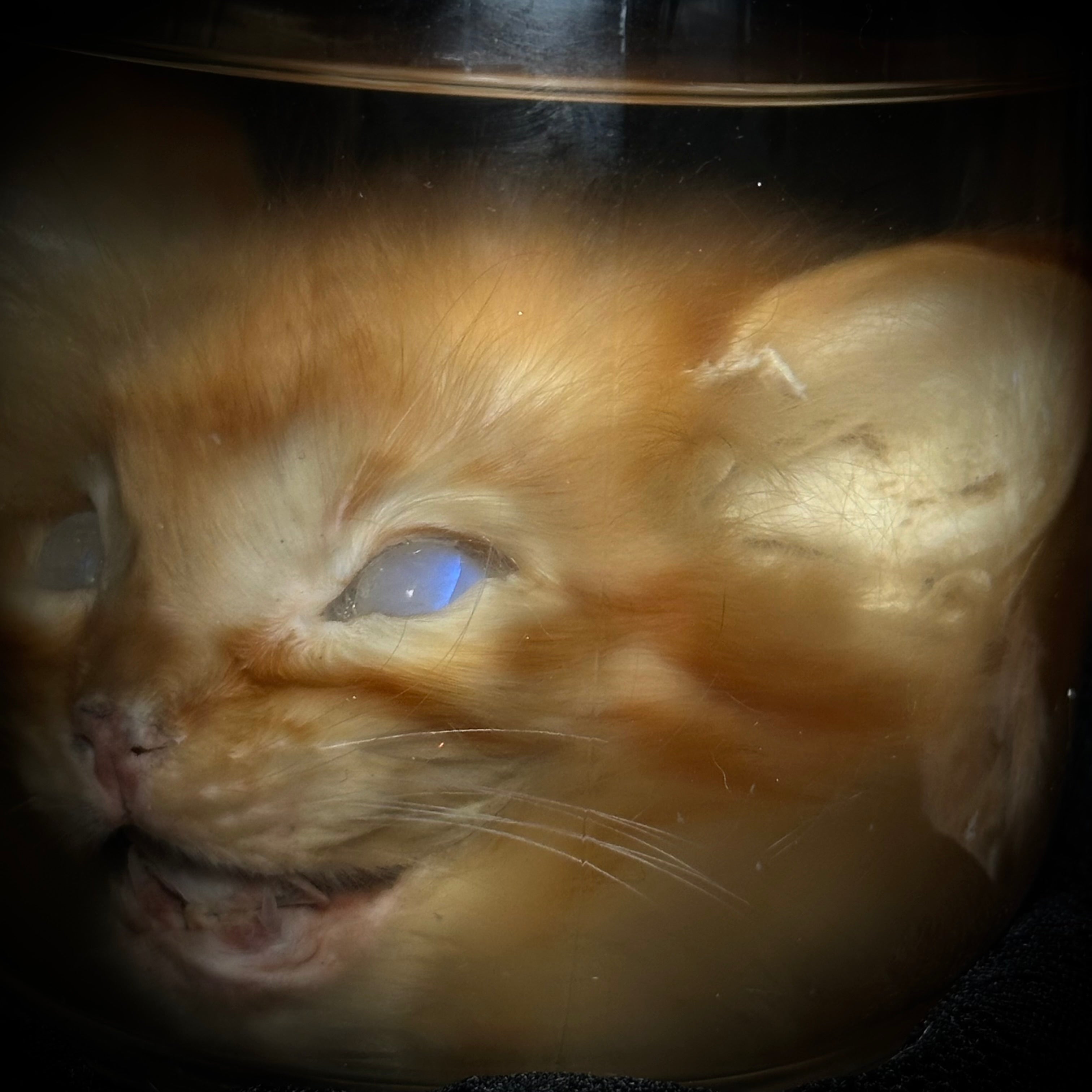 Kitten head specimen