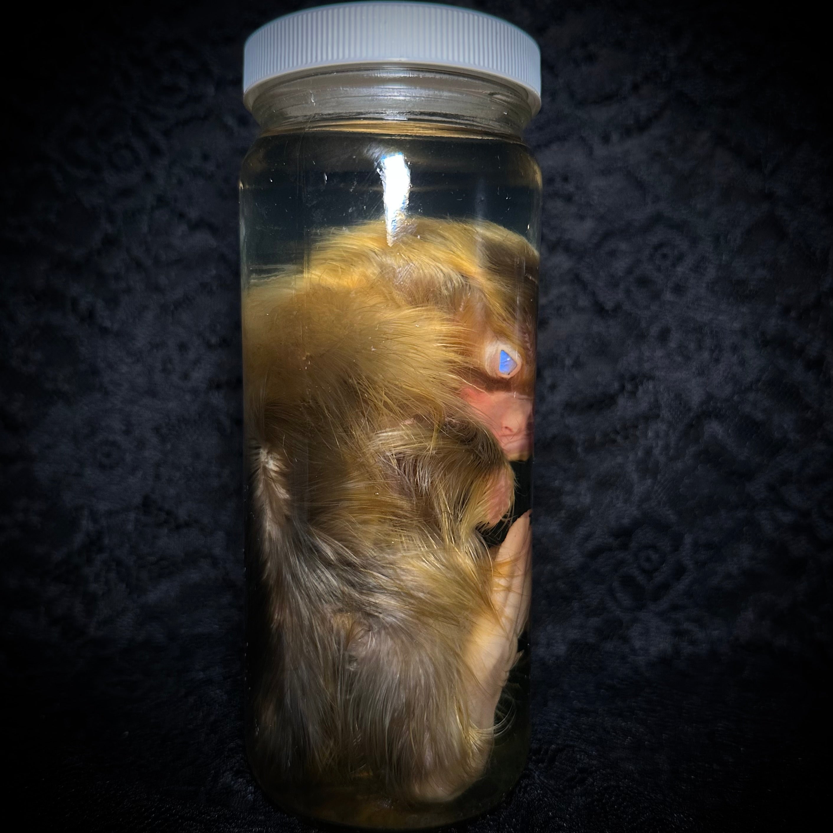 Emden goslings specimen