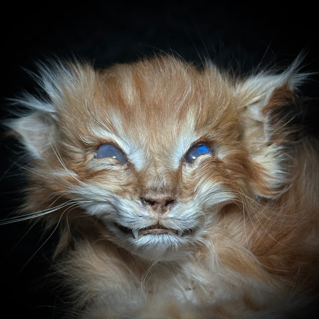 Mummified orange kitten