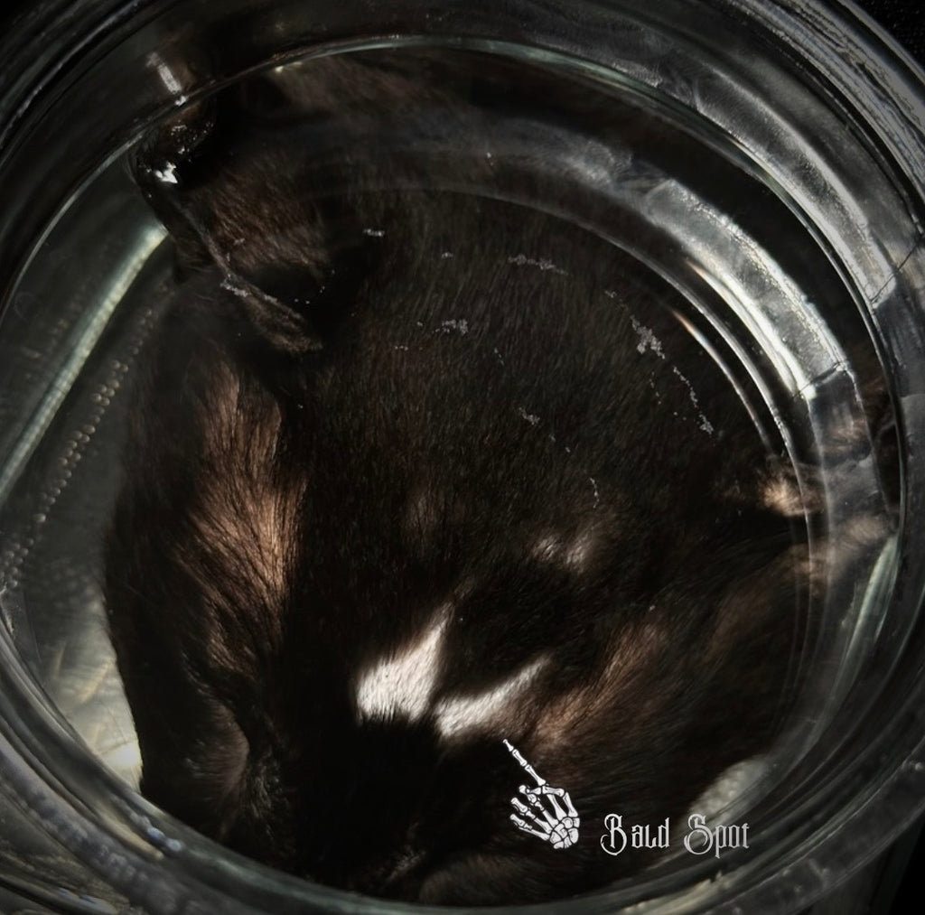 Black Cat head specimen