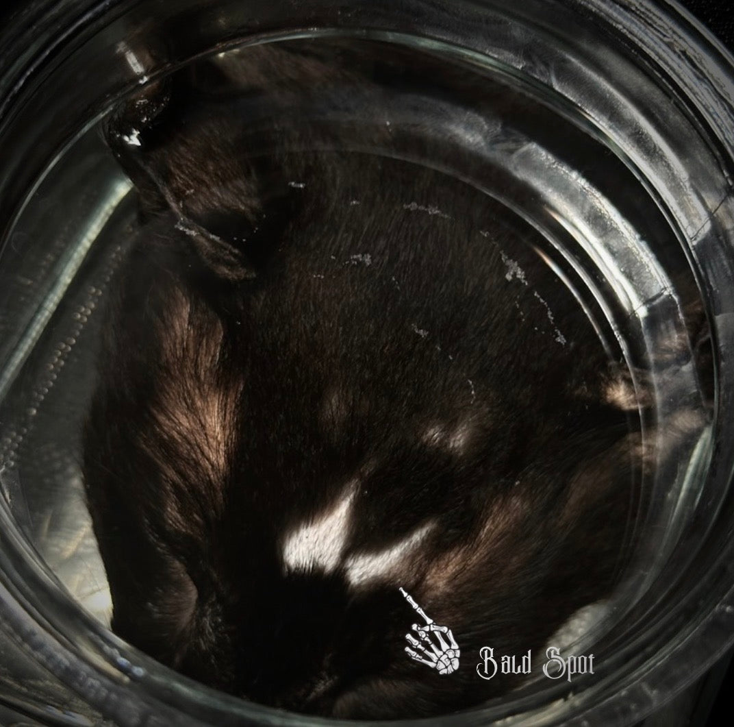 Black Cat head specimen