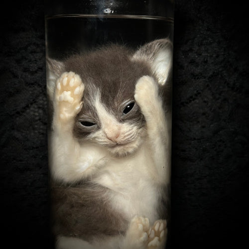 Gray/white kitten specimen