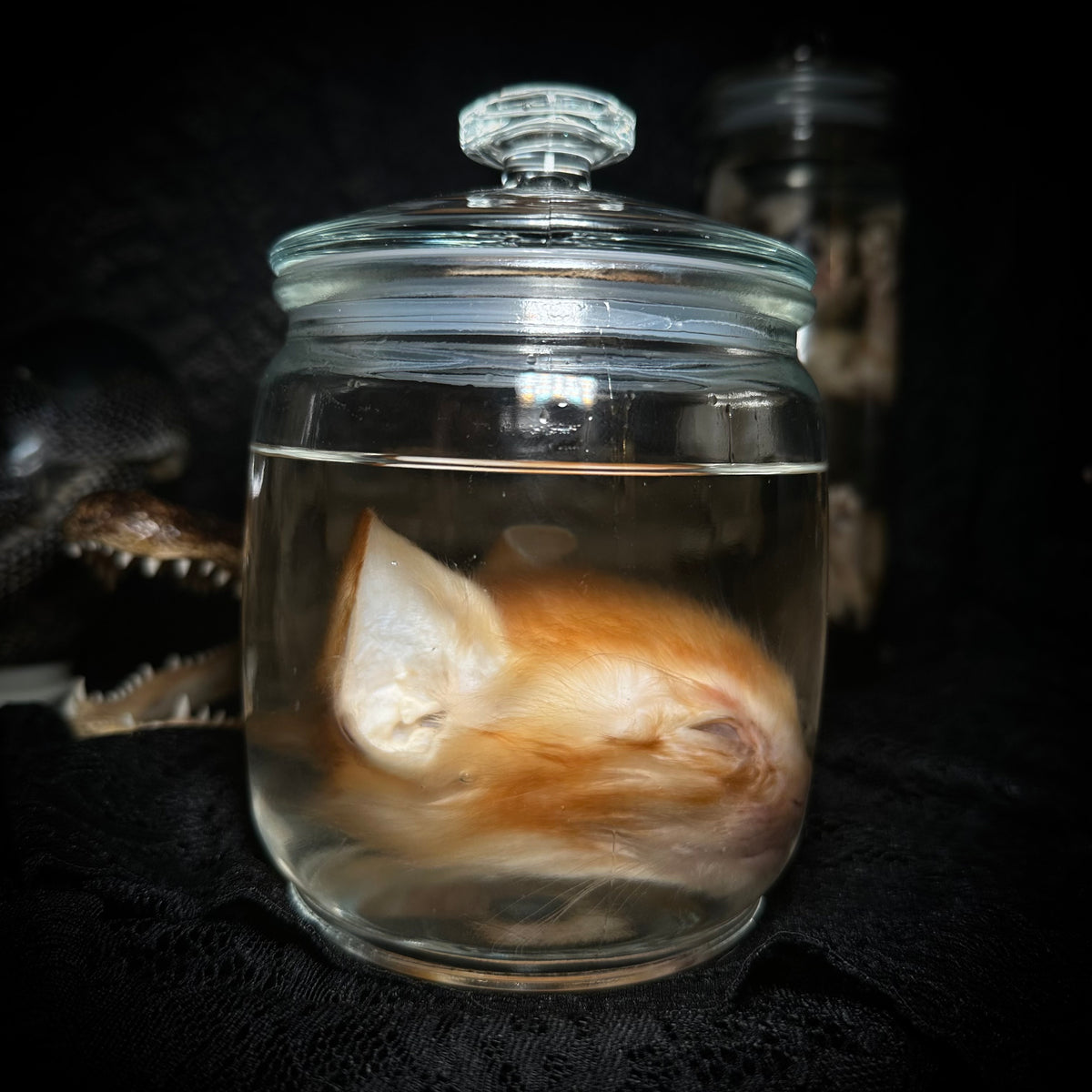 Orange kitten head specimen