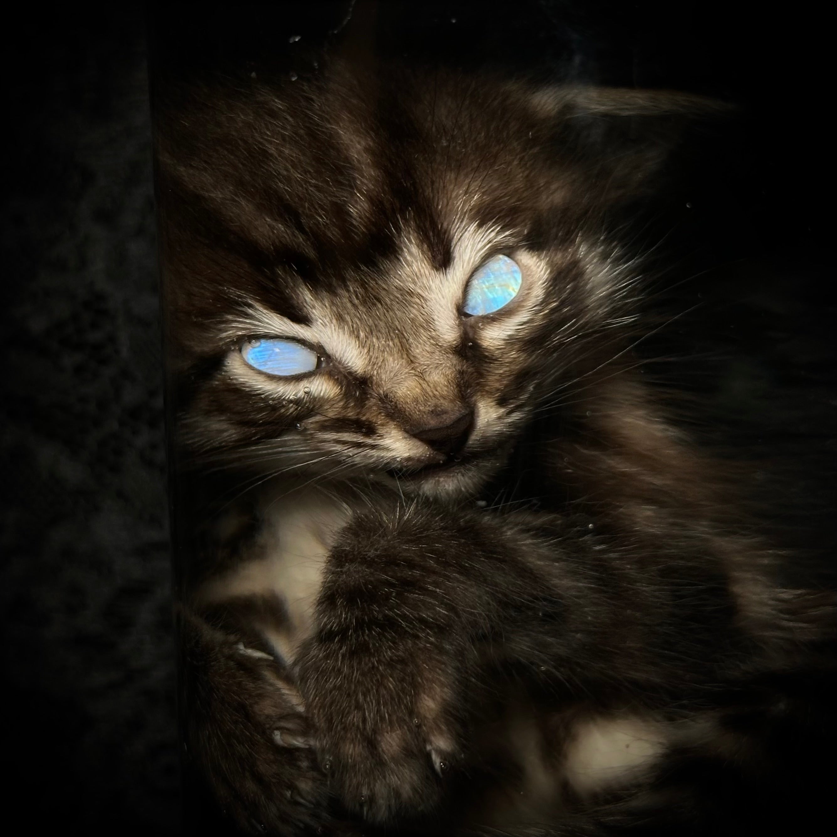 Tabby kitten specimen