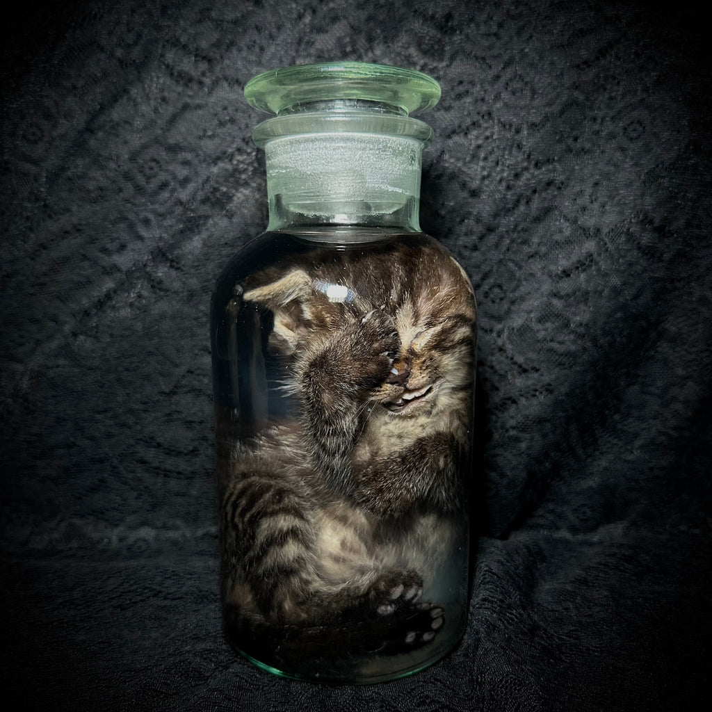 Tabby kitten specimen