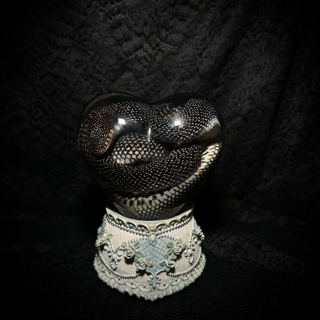 Speckled Kingsnake musical specimen