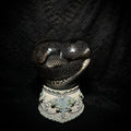 Speckled Kingsnake musical specimen