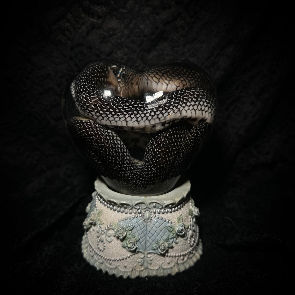 Speckled Kingsnake musical specimen