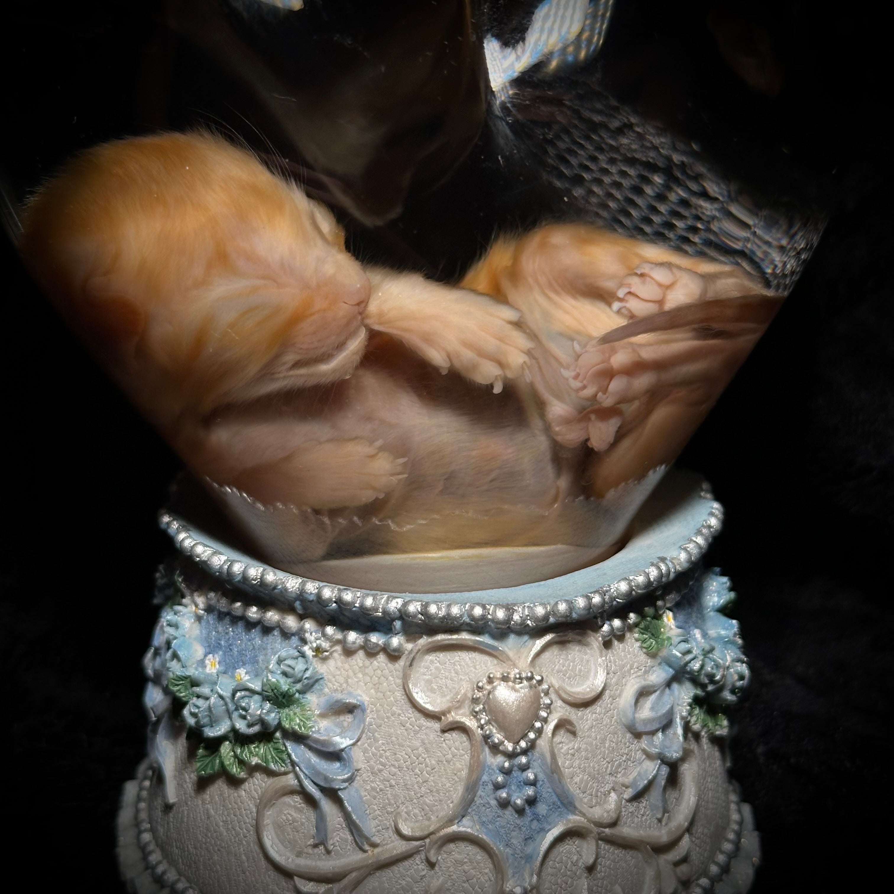 Orange tabby kitten specimen
