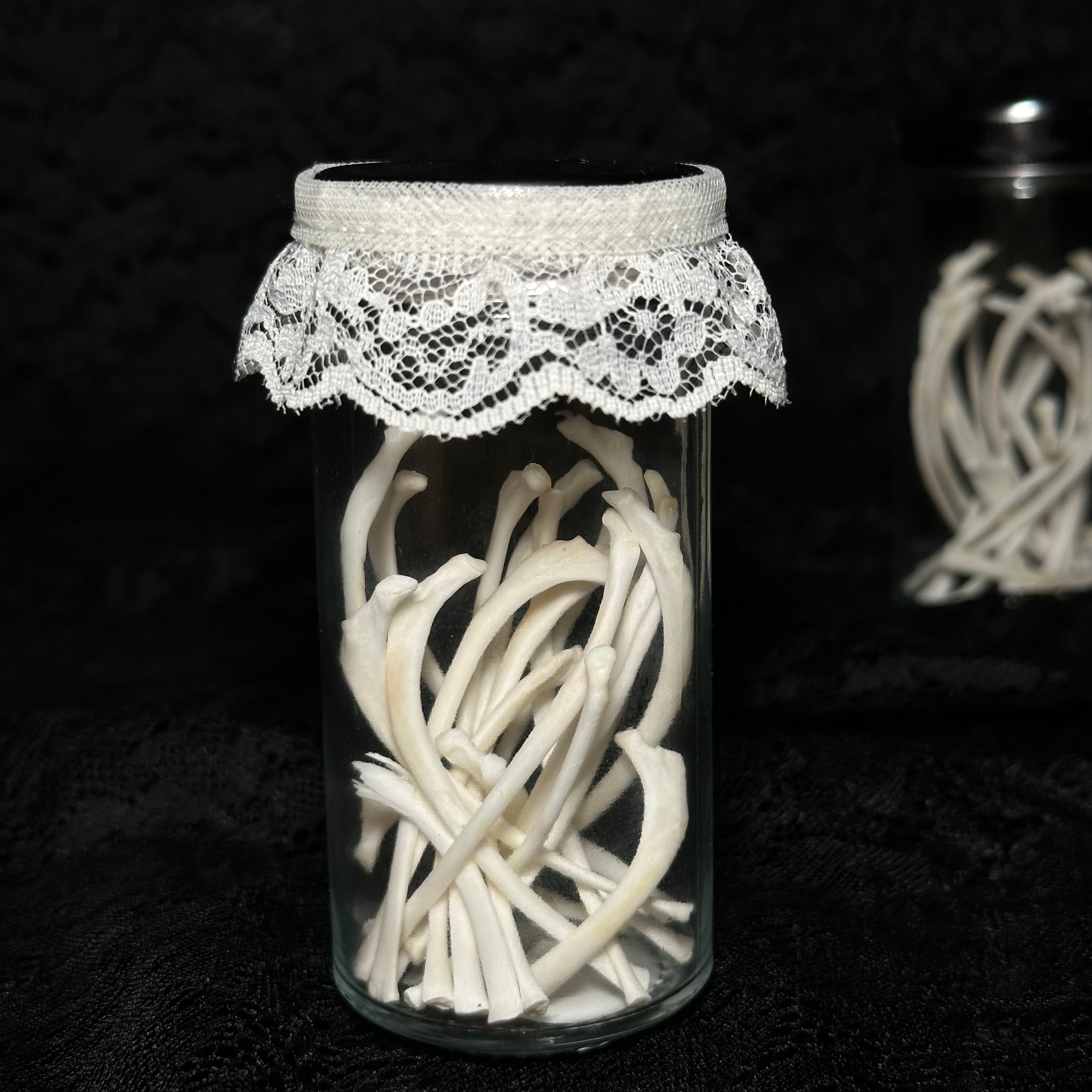 Adult cat rib bones