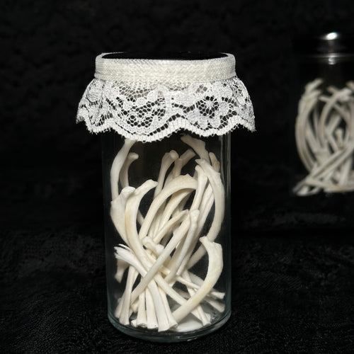 Adult cat rib bones