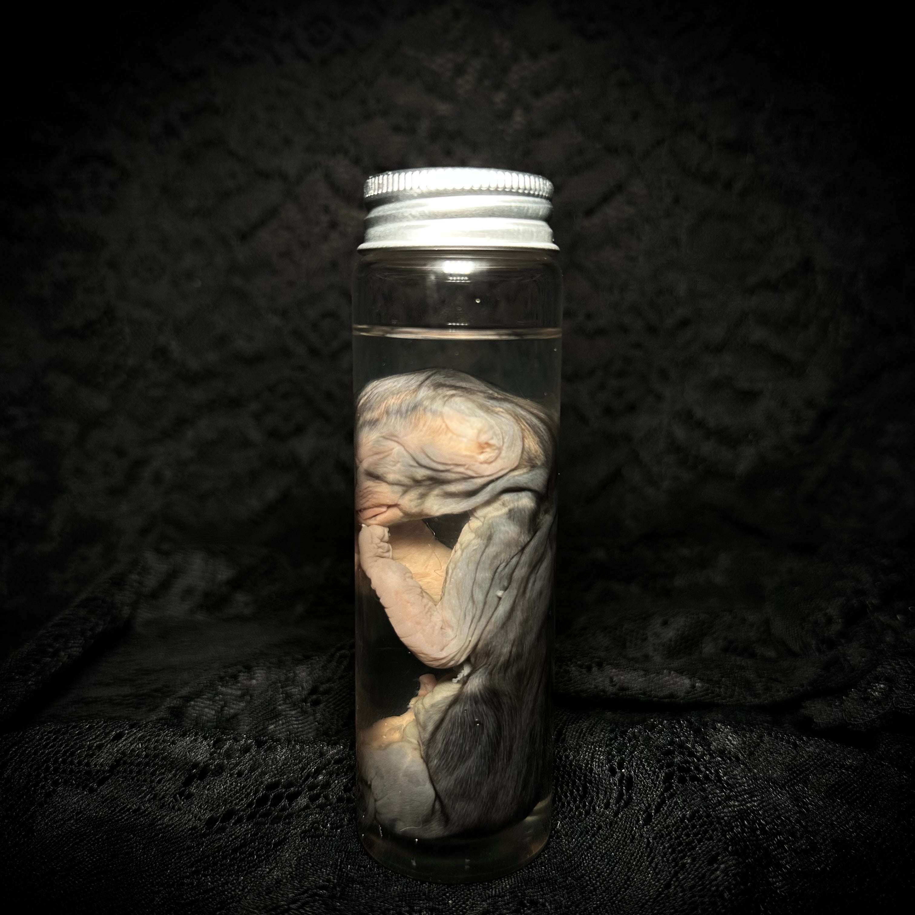 Late-term Feline fetus