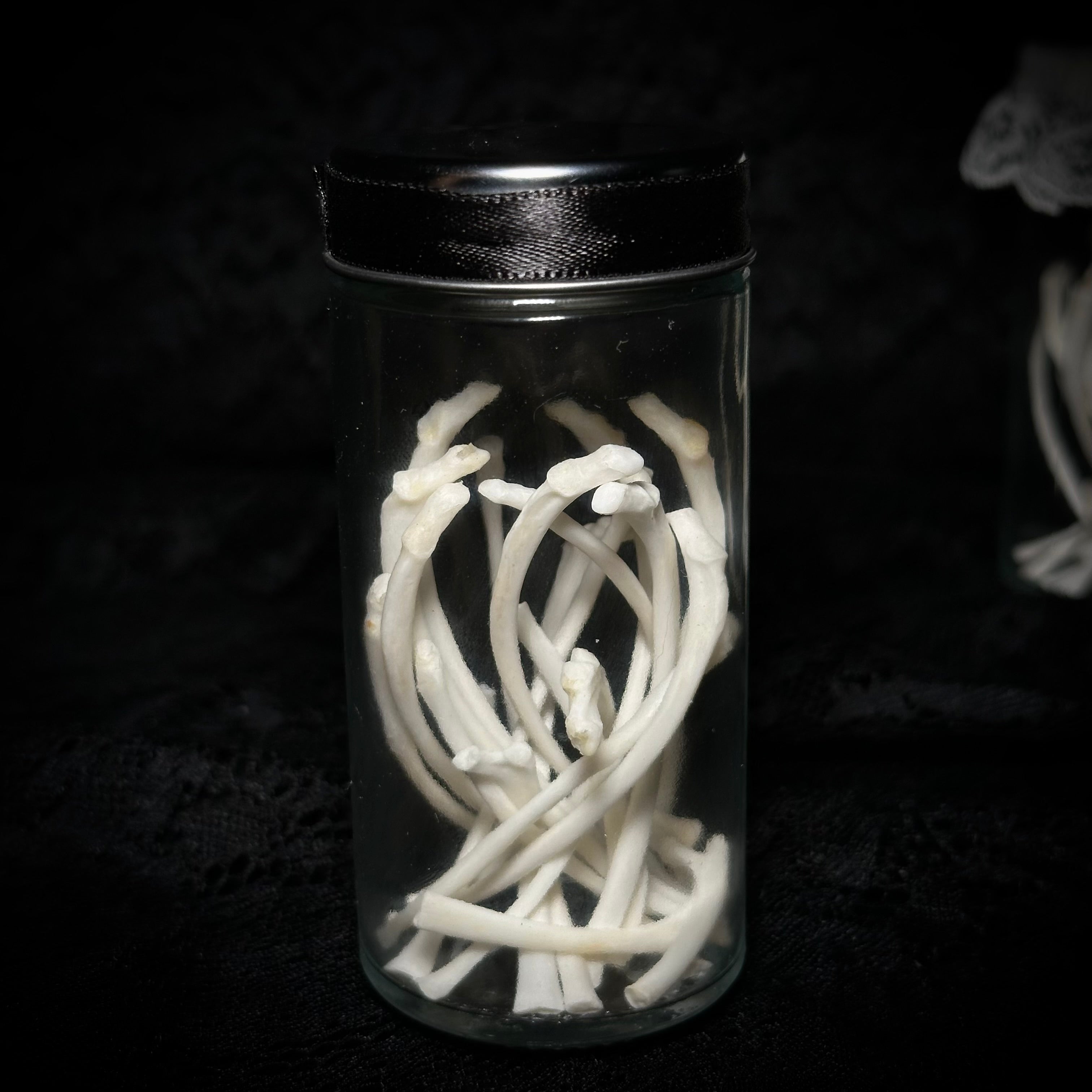 Adult cat rib bones