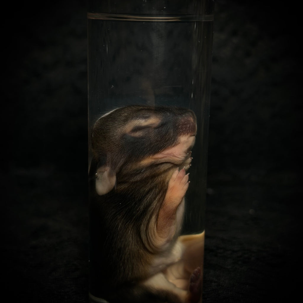 Baby Rabbit specimens