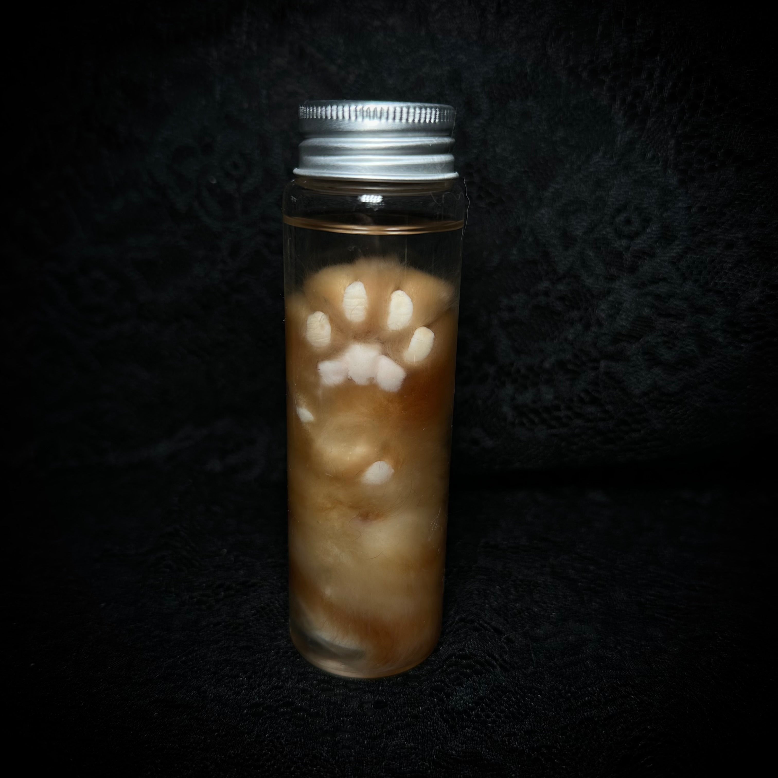 Orange cat paw specimen