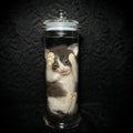 Gray/white kitten specimen