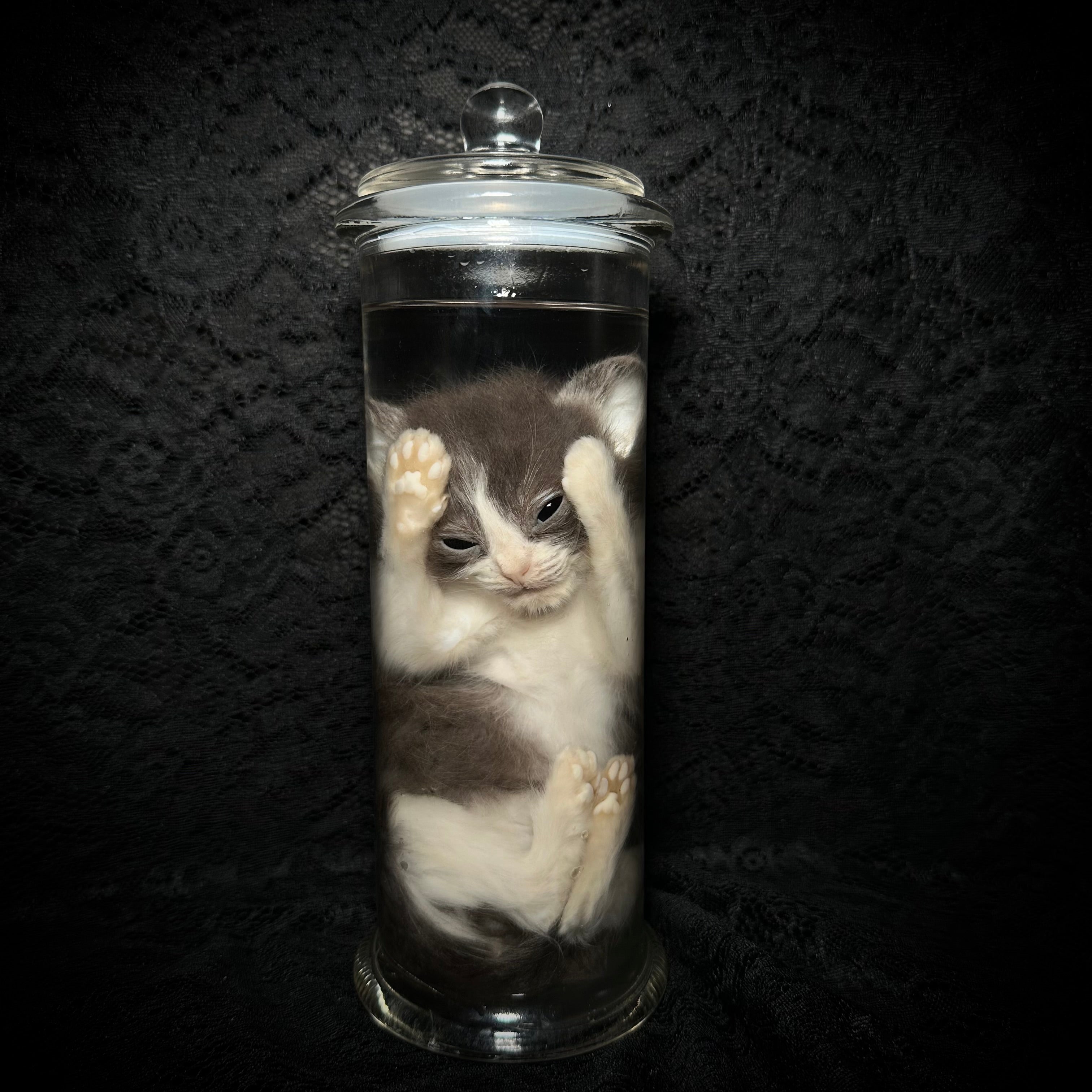 Gray/white kitten specimen