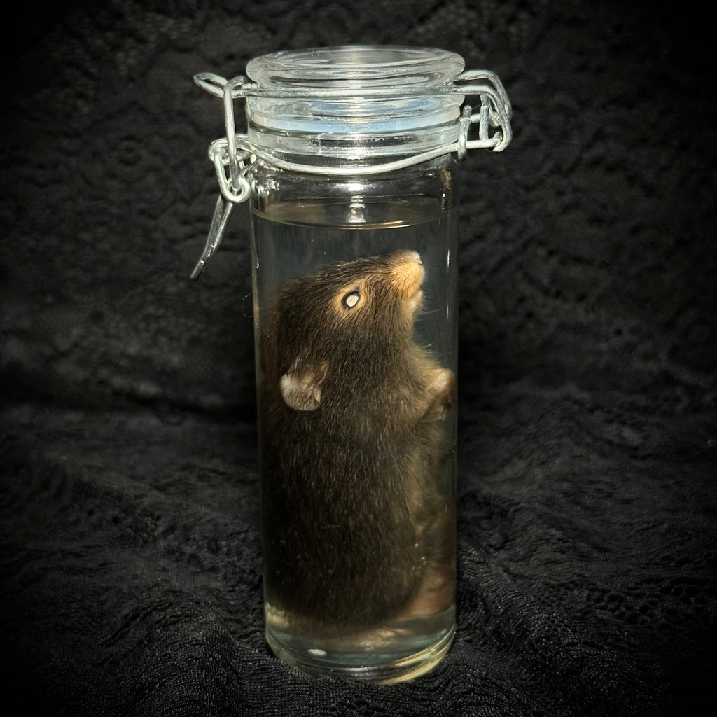 Adult mouse specimen
