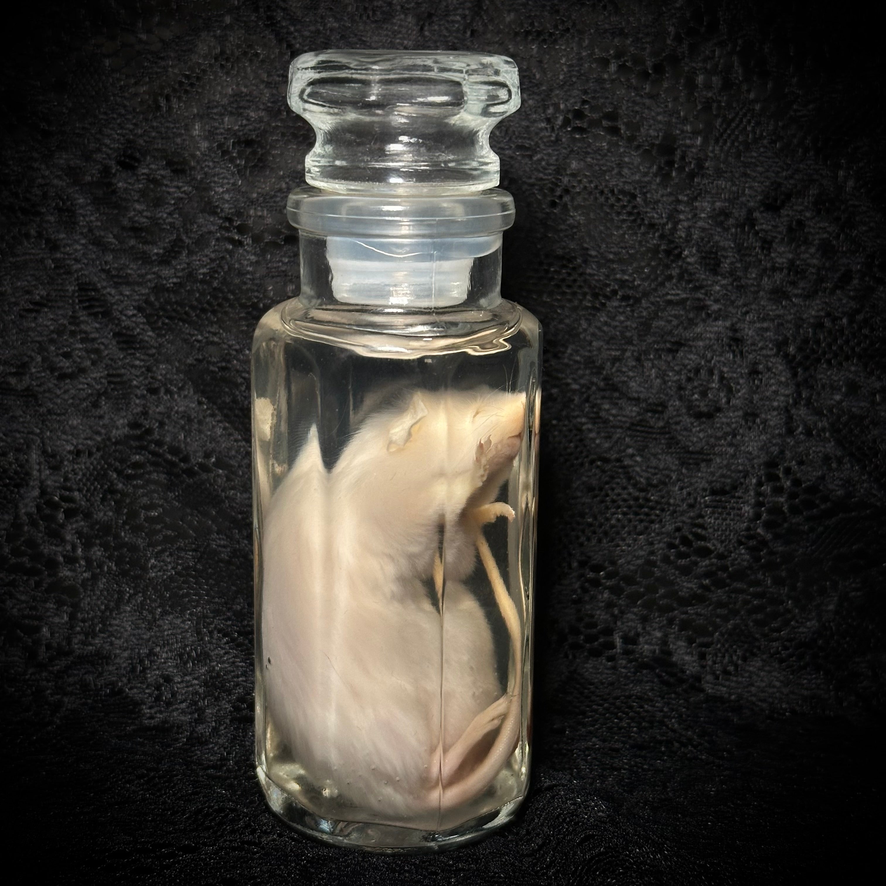 Fancy rat specimen