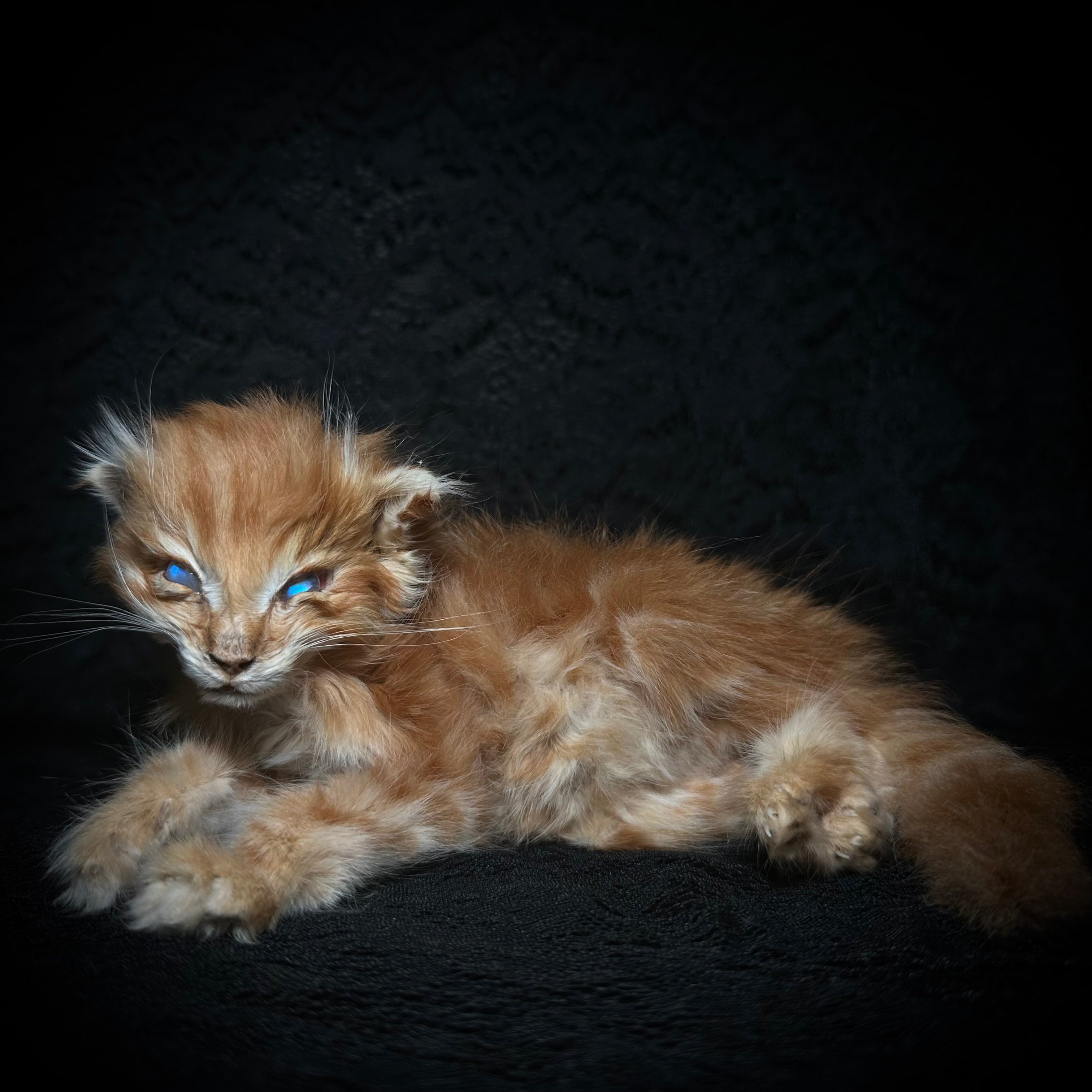 Mummified orange kitten