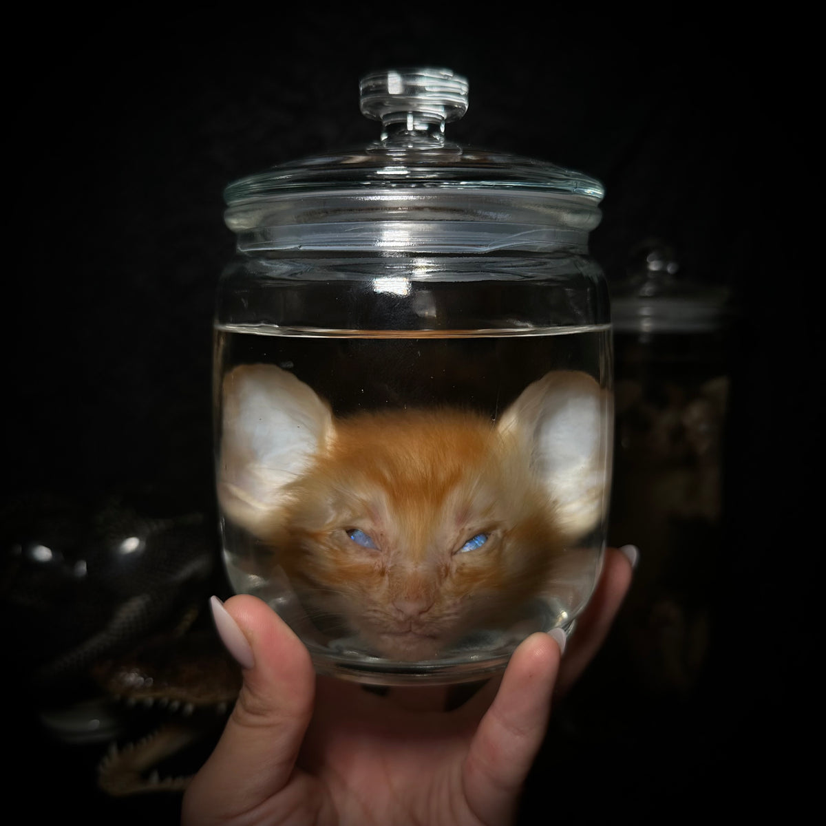 Orange kitten head specimen