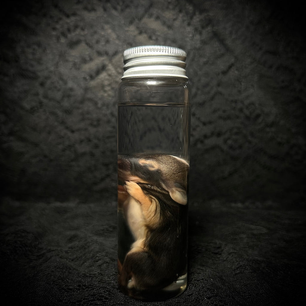 Baby Rabbit specimens