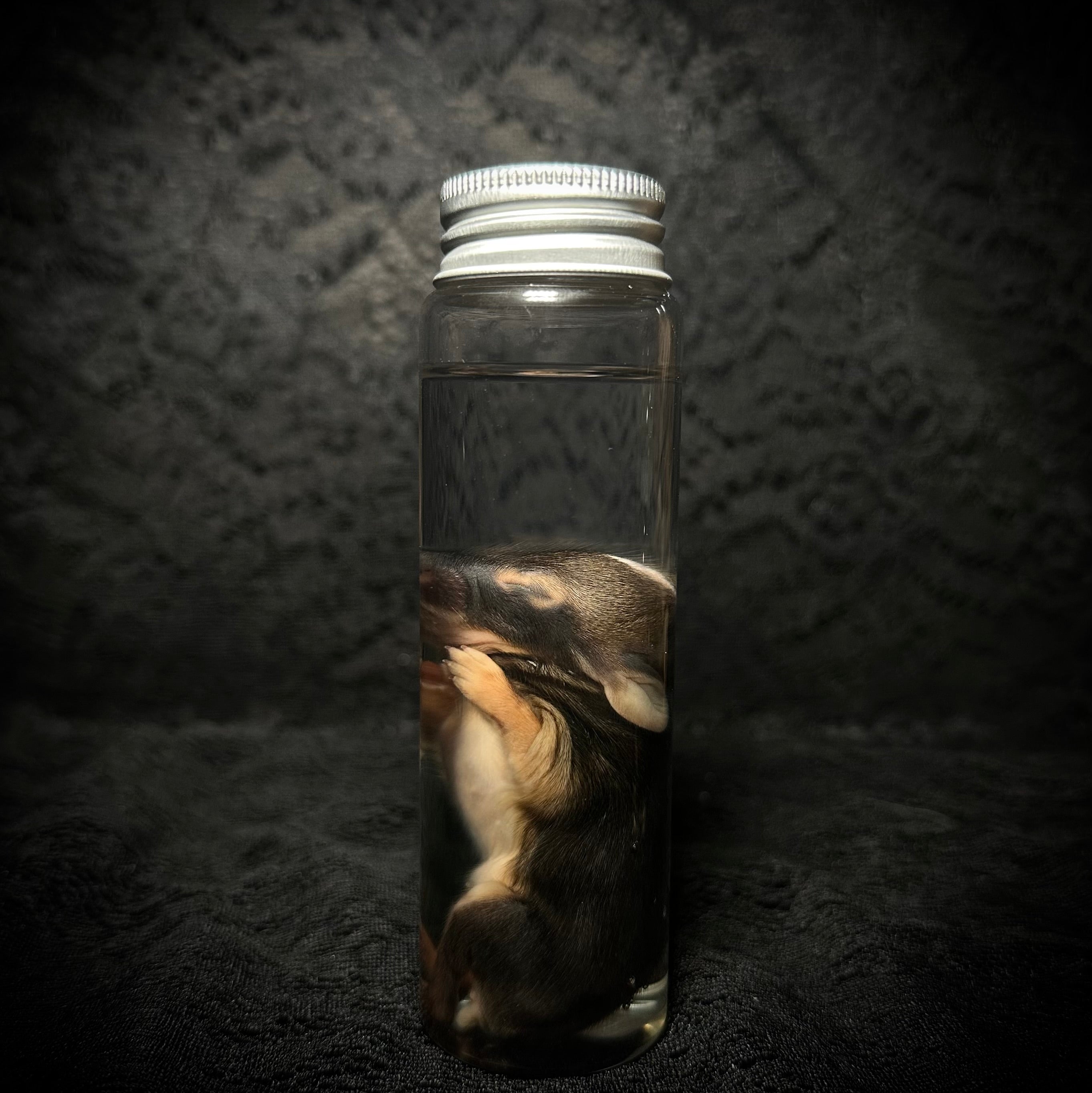 Baby Rabbit specimens