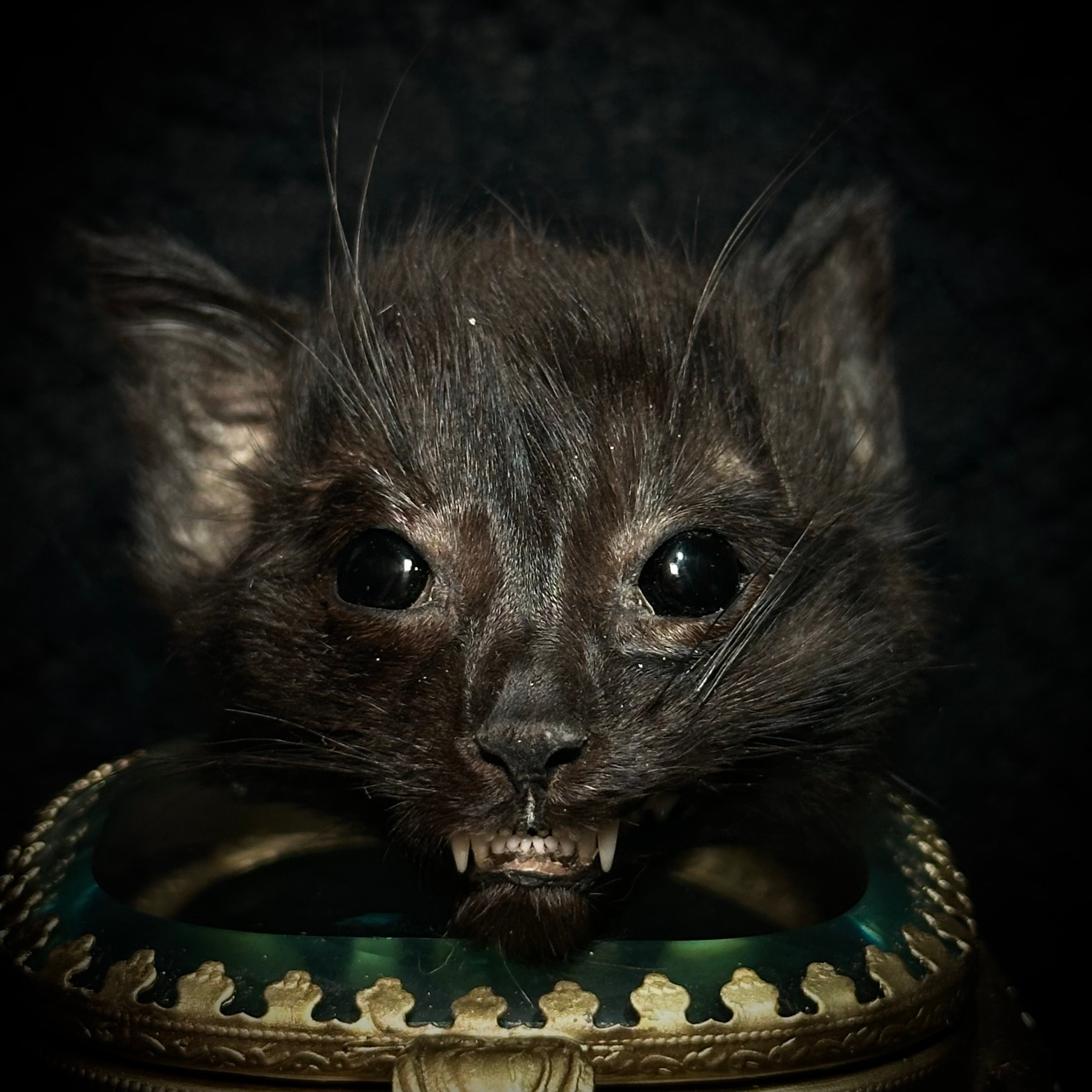 Mummified Kitten Head