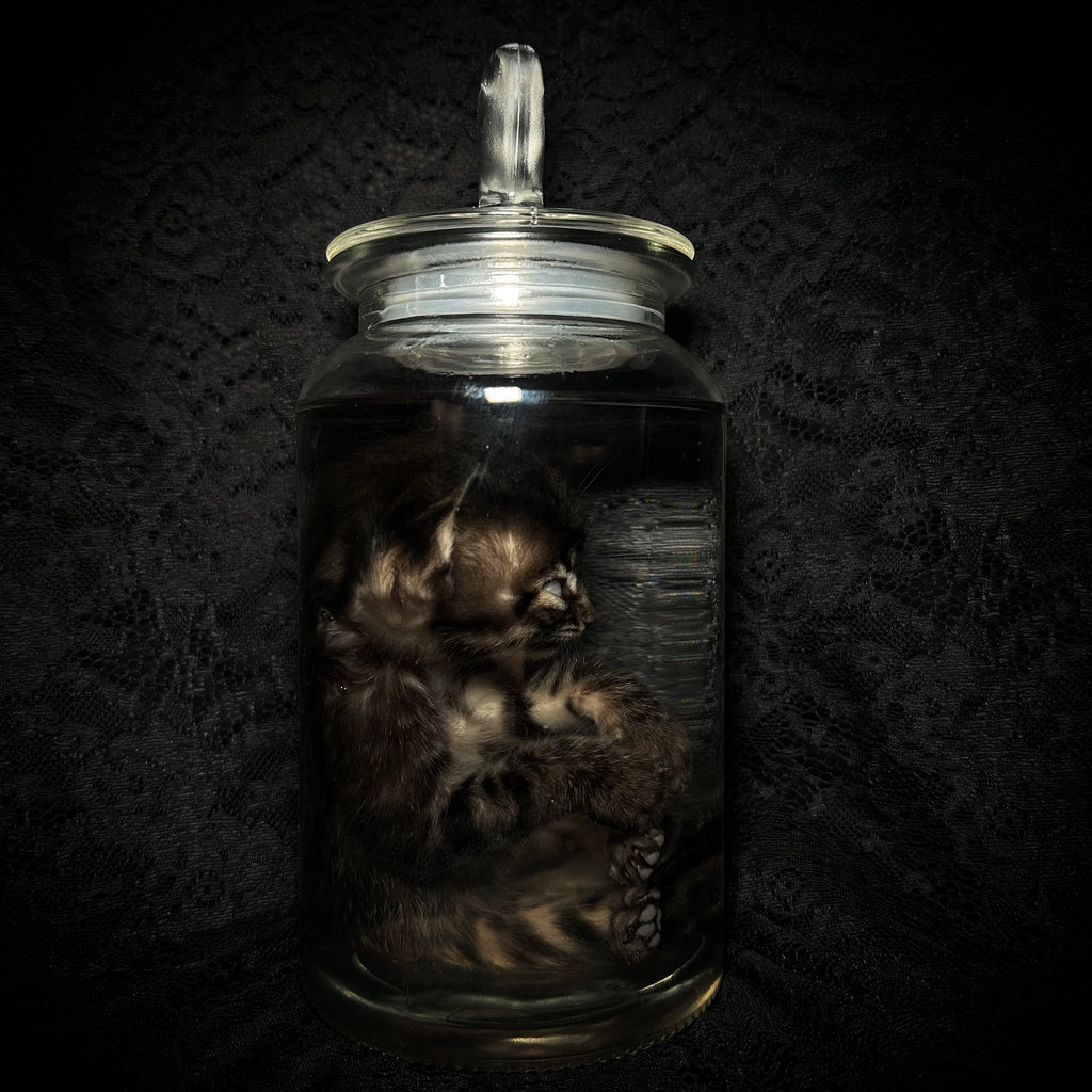 Tabby kitten specimen