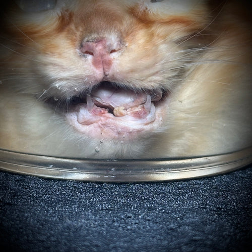 Kitten head specimen