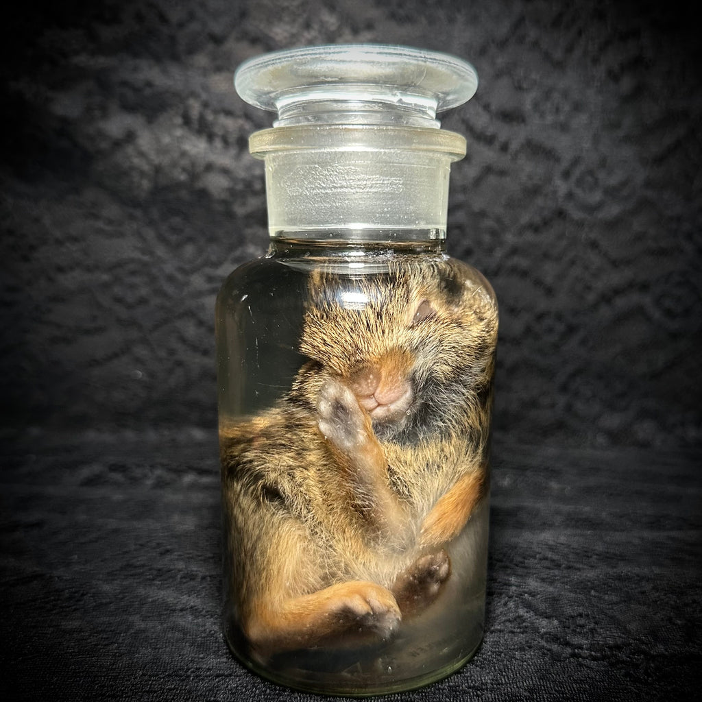 Young rabbit (kit) specimen