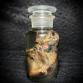 Young rabbit (kit) specimen