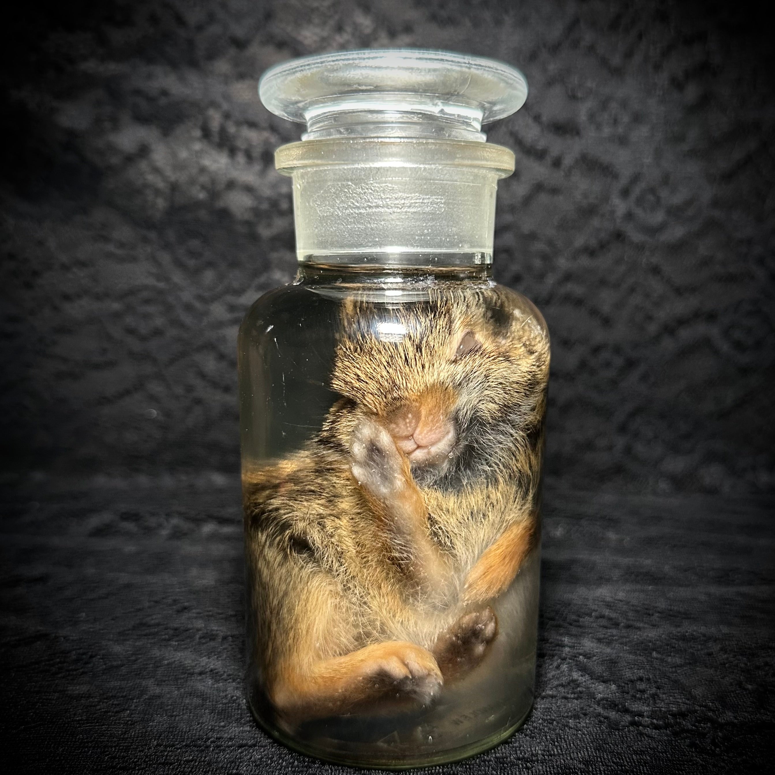 Young rabbit (kit) specimen