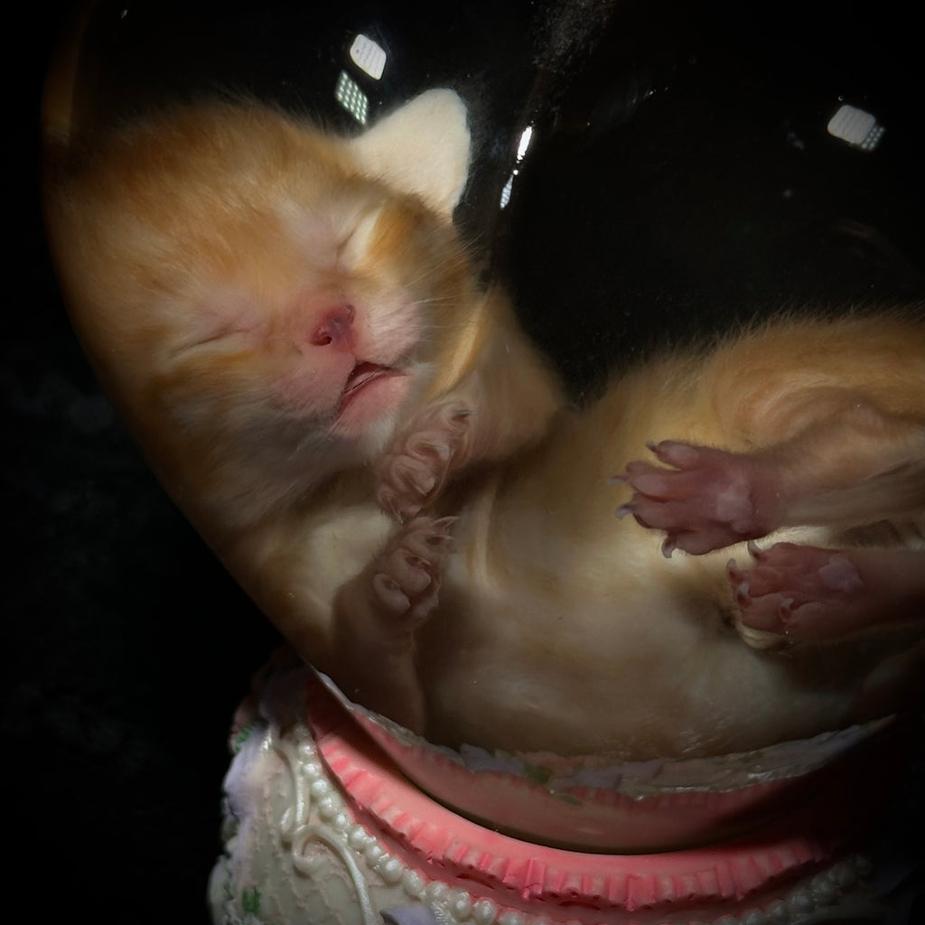 Orange tabby kitten musical specimen