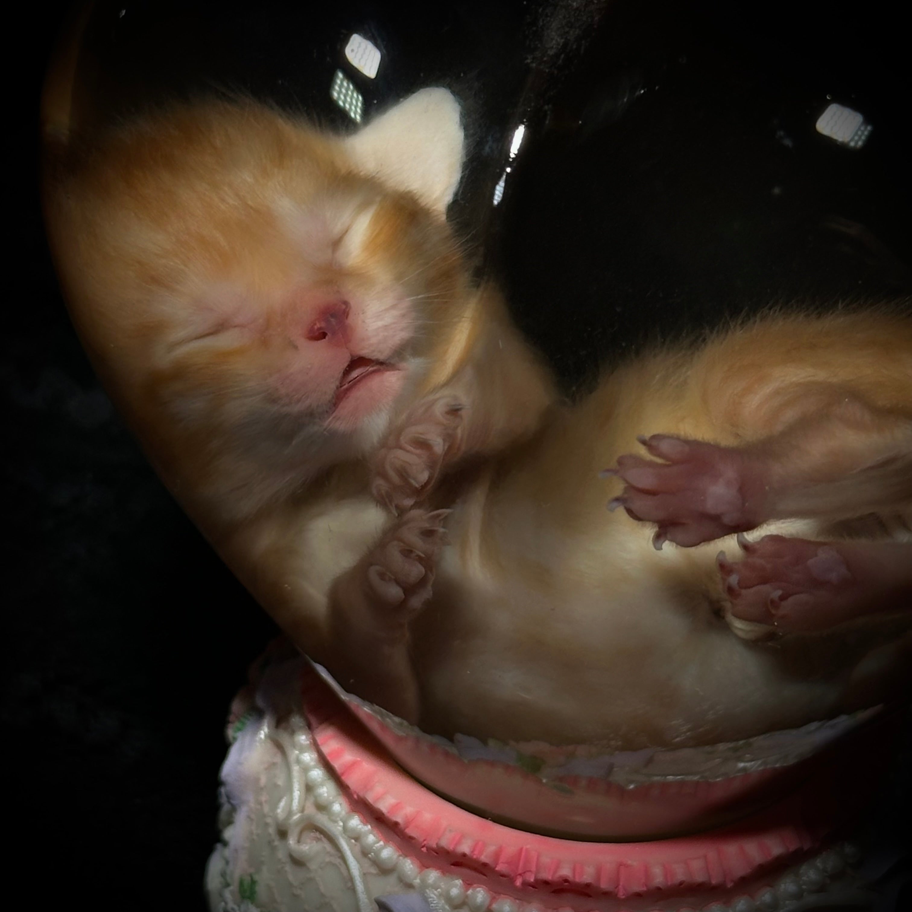 Orange tabby kitten musical specimen