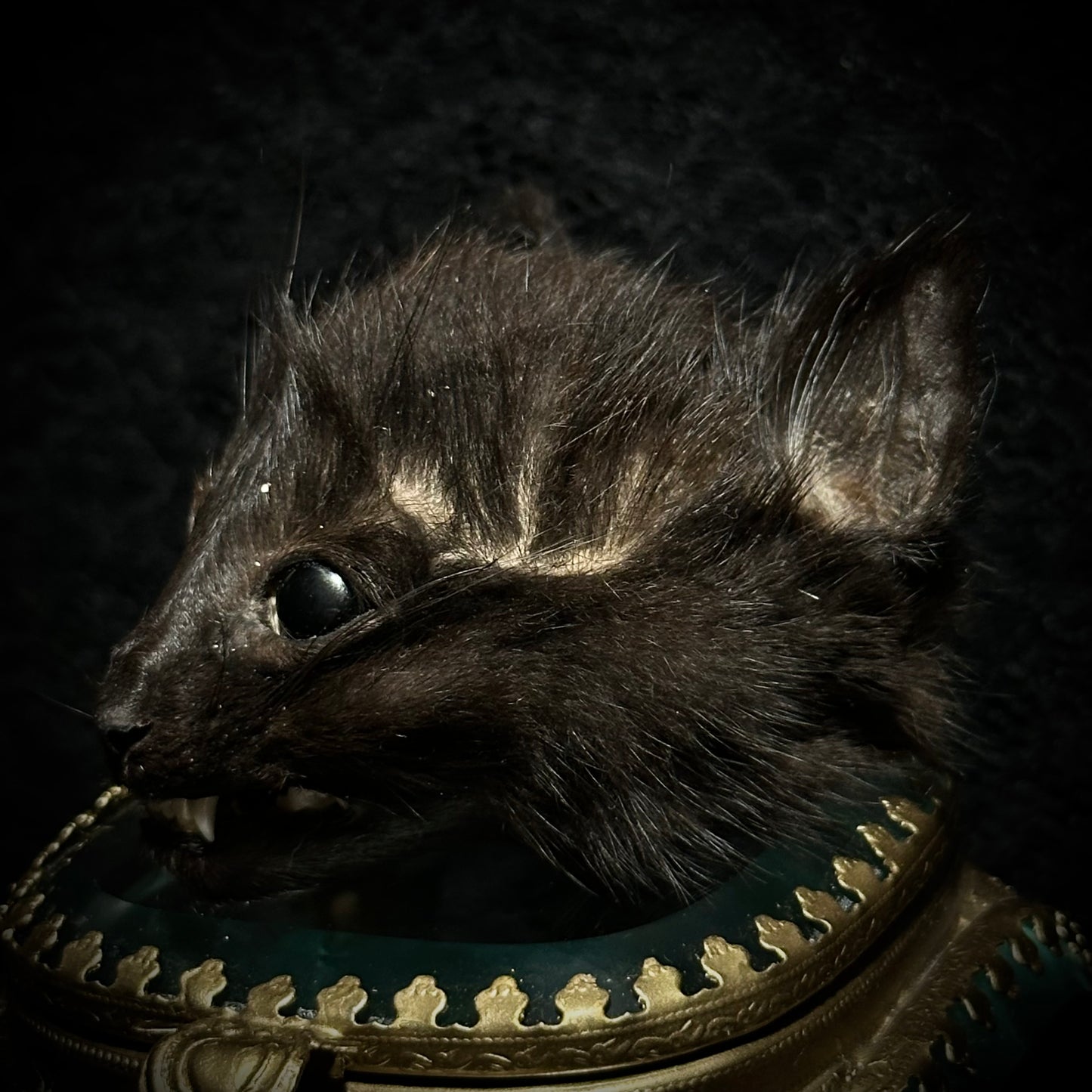 Mummified Kitten Head