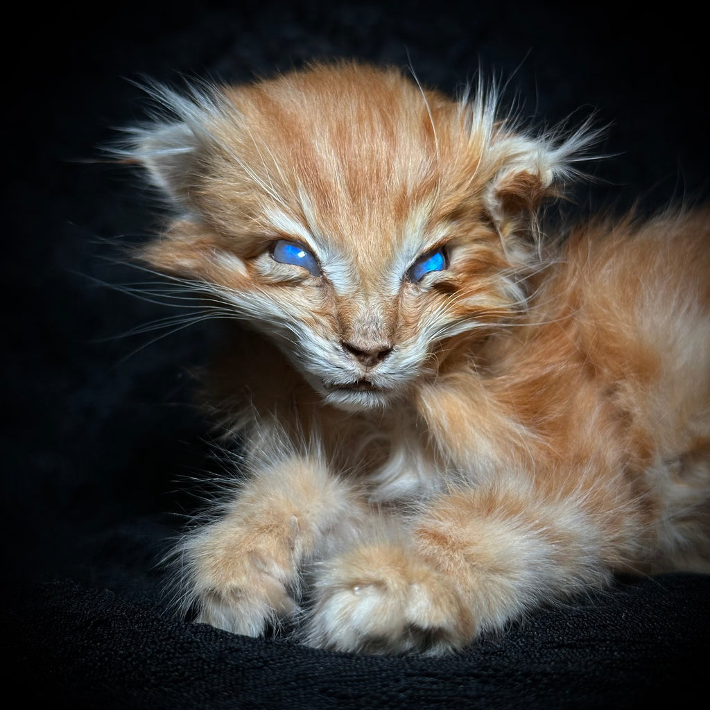 Mummified orange kitten
