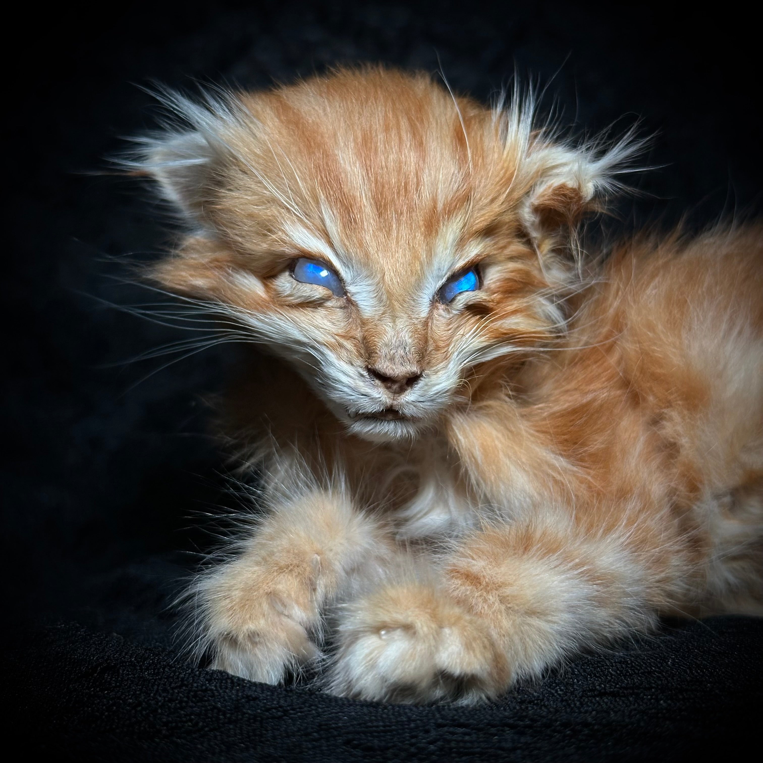 Mummified orange kitten
