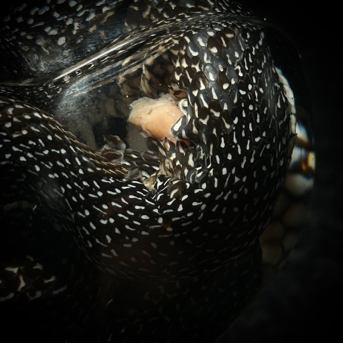 Speckled Kingsnake musical specimen