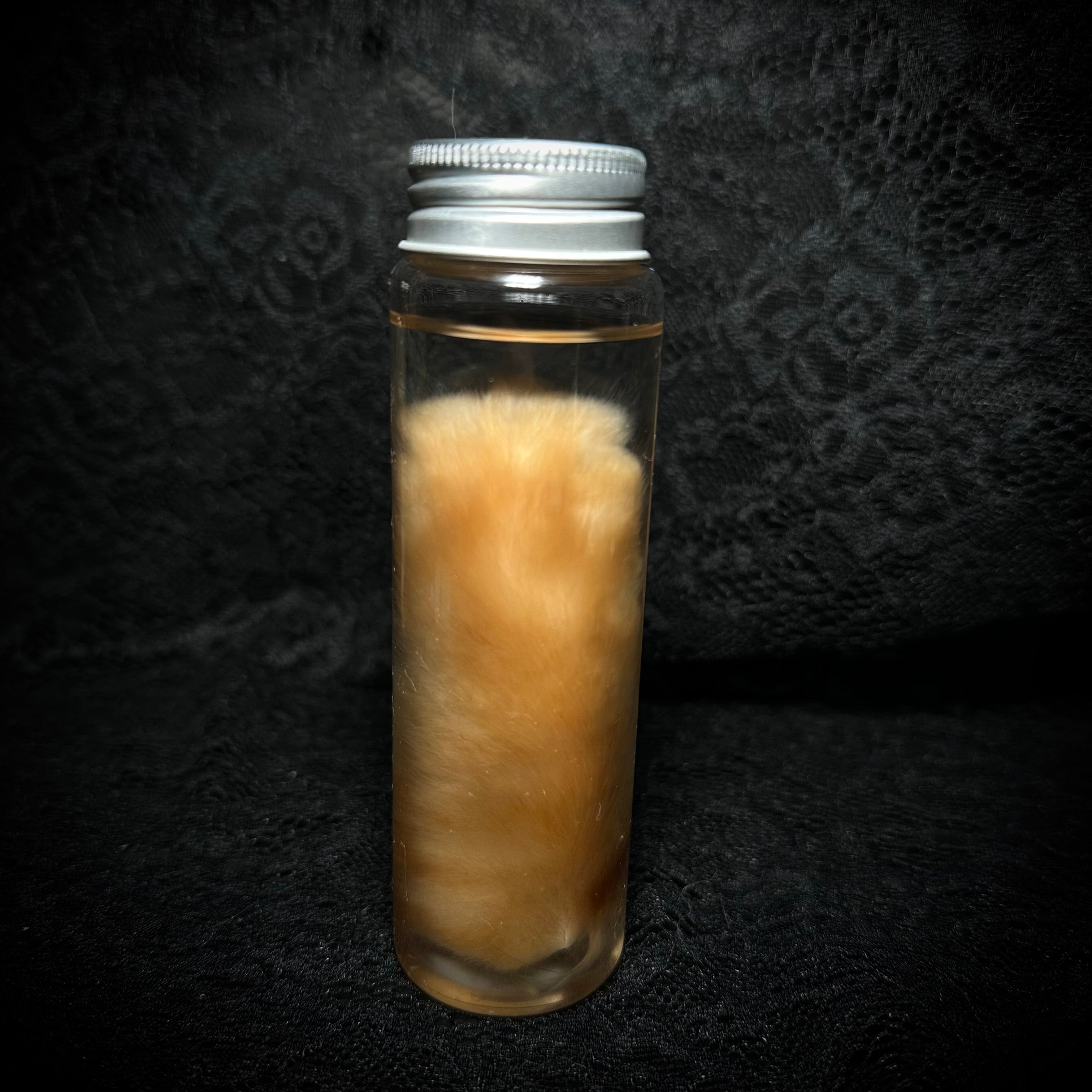 Orange cat paw specimen